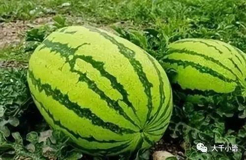 热门大瓜往期内容