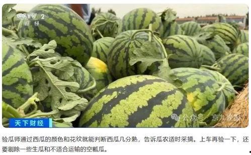 网 瓜老师,网瓜老师带你探索网络世界的奥秘